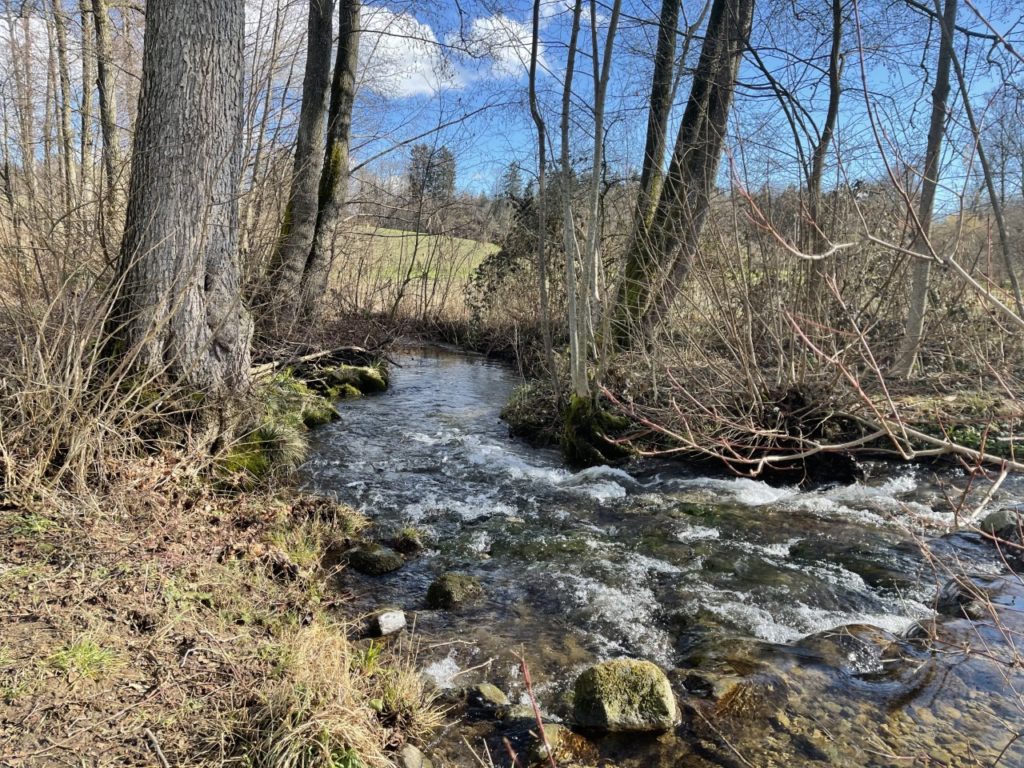 Bach in der Natur – Inspiration für die Original Bachblütentherapie nach Dr. Edward Bach