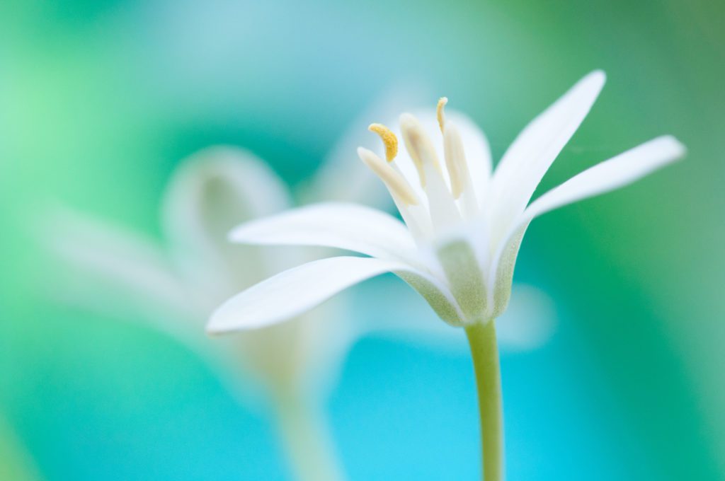 Bachblüte Star of Bethlehem von blütenstern ©